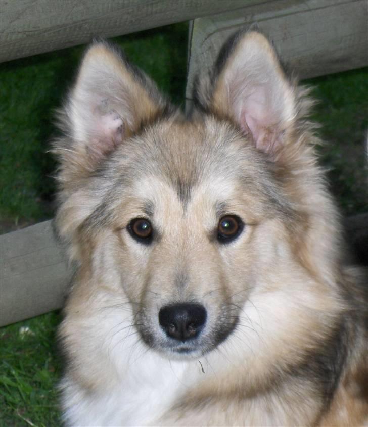 Islandsk fårehund Sòlargeisli Afram - Afram den stolte. Billede taget d.20/5 - 2007. billede 1