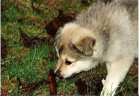 Islandsk fårehund Sòlargeisli Afram - Hva´ er det?  billede 2