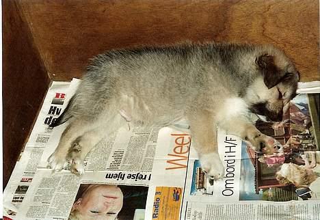 Islandsk fårehund Sòlargeisli Afram - Afram sover billede 3