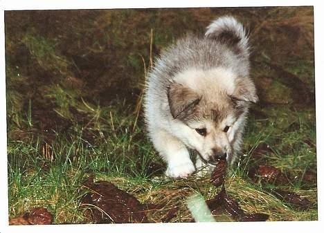 Islandsk fårehund Sòlargeisli Afram - Stadig udenfor, det er ret spændende. billede 4