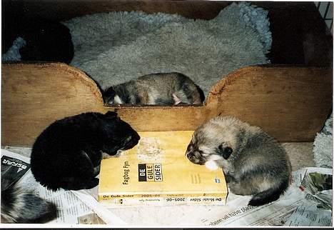 Islandsk fårehund Sòlargeisli Afram - Afram og 2 af hans søstre, ca. 5 uger gamle. De gule sider er en god hovedpude. billede 5