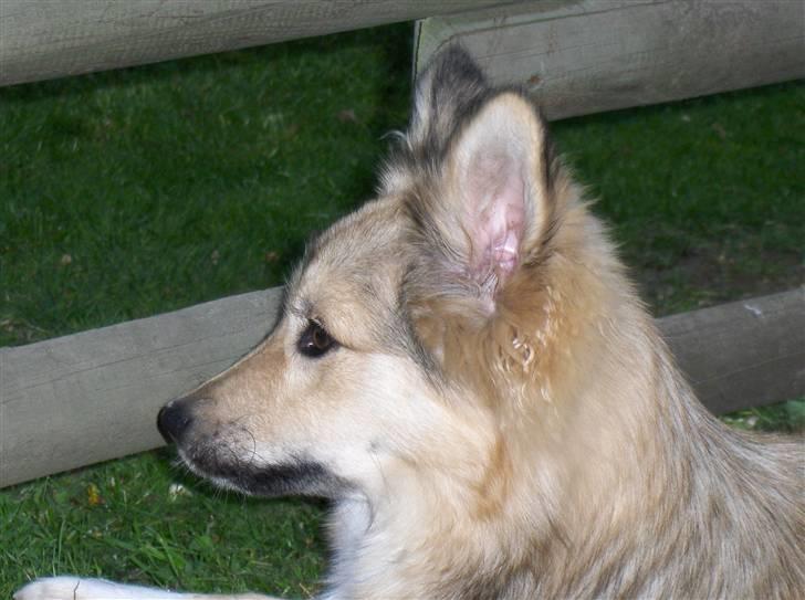 Islandsk fårehund Sòlargeisli Afram - Afram i profil. taget d. 20/5-2007 billede 6