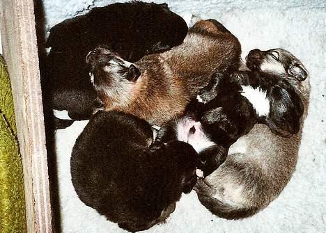 Islandsk fårehund Sòlargeisli Afram - Afram og alle hans søskende. Asa, Aslan, Arven,Askur og yderst til højre Afram selv billede 7