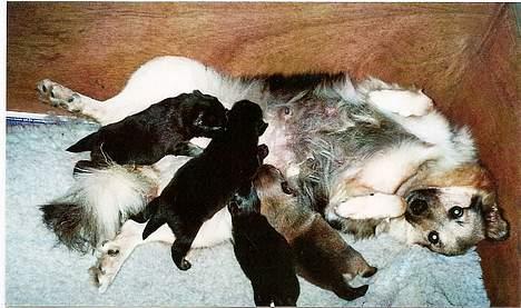 Islandsk fårehund Sòlargeisli Afram - Mor og børn i afslappet stund billede 8