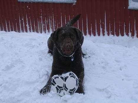 Labrador retriever Bella  - Bella eeelsker sne, det er noget af det bedste hun ved, foruden vand.... Feb. 2007. billede 15