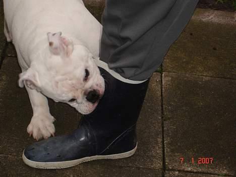 Engelsk bulldog Bacon - Gummistøvler skal udryddes! billede 5