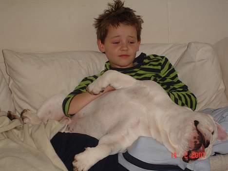 Engelsk bulldog Bacon - Sovning PÅ Valdemar... billede 6