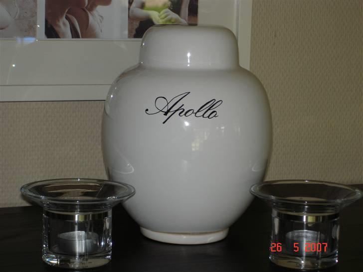 Grand danois Apollo *Savner dig* billede 19