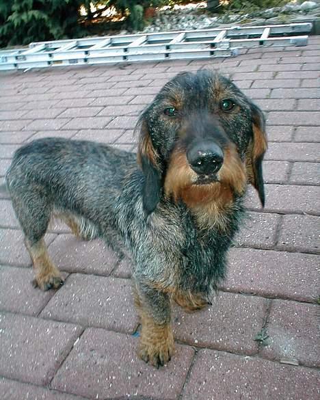 Gravhund Callehan - Calle sommeren 2006 billede 1