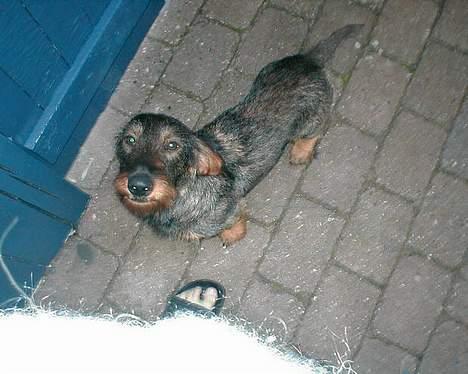 Gravhund Callehan - Calle billede 2