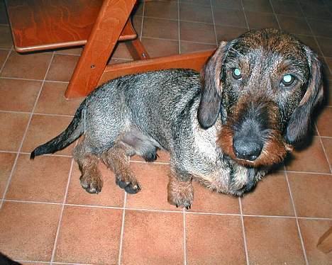 Gravhund Callehan - Calle billede 4