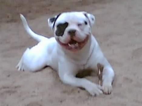 Amerikansk bulldog Lukas R.I.P billede 9