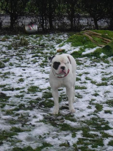 Amerikansk bulldog Lukas R.I.P billede 10