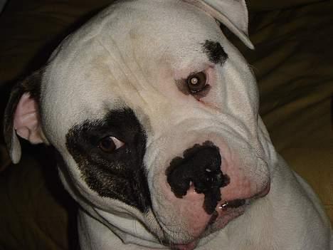 Amerikansk bulldog Lukas R.I.P billede 11