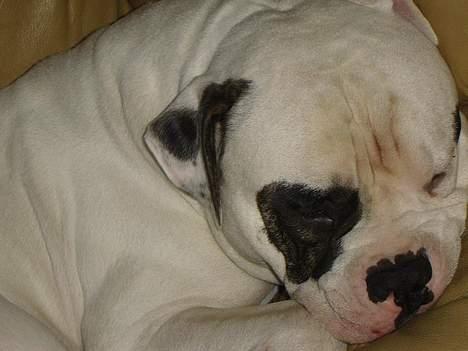 Amerikansk bulldog Lukas R.I.P billede 12