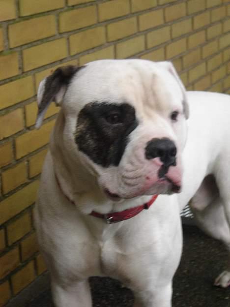 Amerikansk bulldog Lukas R.I.P billede 13