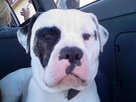 Amerikansk bulldog Lukas R.I.P billede 14