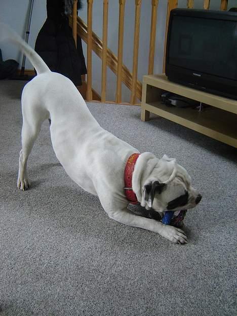 Amerikansk bulldog Lukas R.I.P billede 15