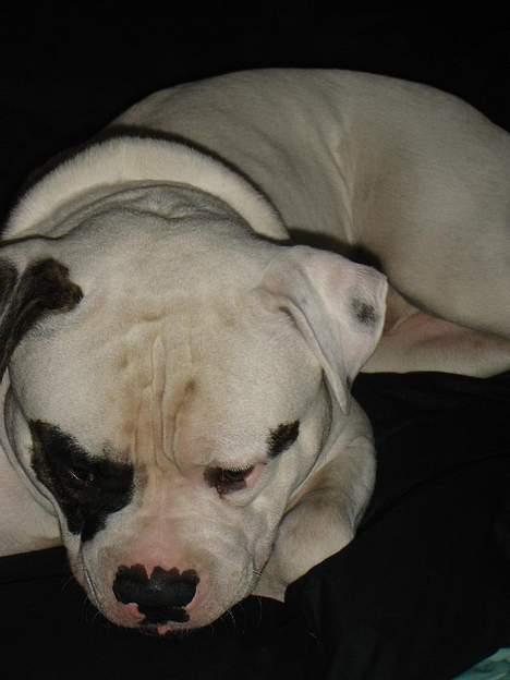 Amerikansk bulldog Lukas R.I.P billede 16