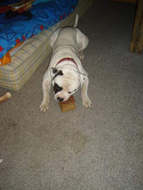 Amerikansk bulldog Lukas R.I.P billede 17