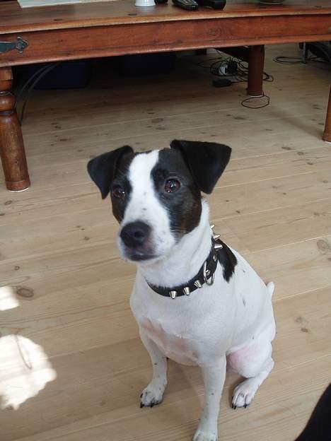 Dansk svensk gaardhund Lucky R.I.P  - Får jeg snart en godbid... billede 1