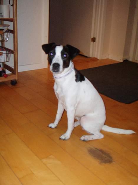 Dansk svensk gaardhund Lucky R.I.P  - Sidder pænt så mor kan tage et billede billede 2