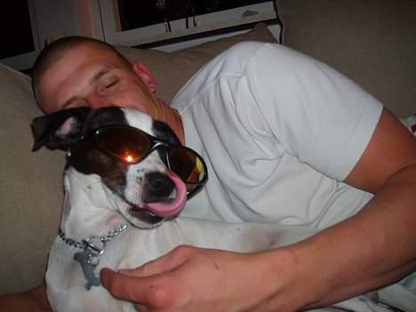 Dansk svensk gaardhund Lucky R.I.P  - Jeg er alt for lækker ;o) billede 3