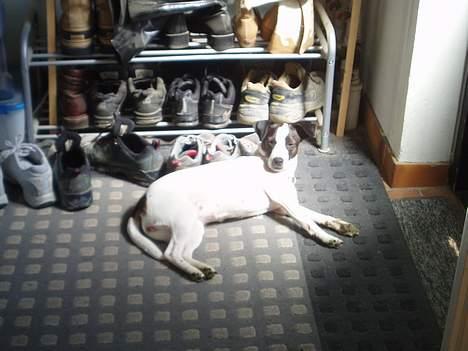 Dansk svensk gaardhund Lucky R.I.P  - Det er dejligt at ligge her i solen billede 4