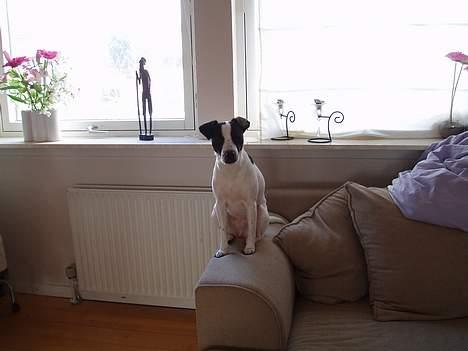 Dansk svensk gaardhund Lucky R.I.P  - Sidder fint og passer på sofaen billede 5