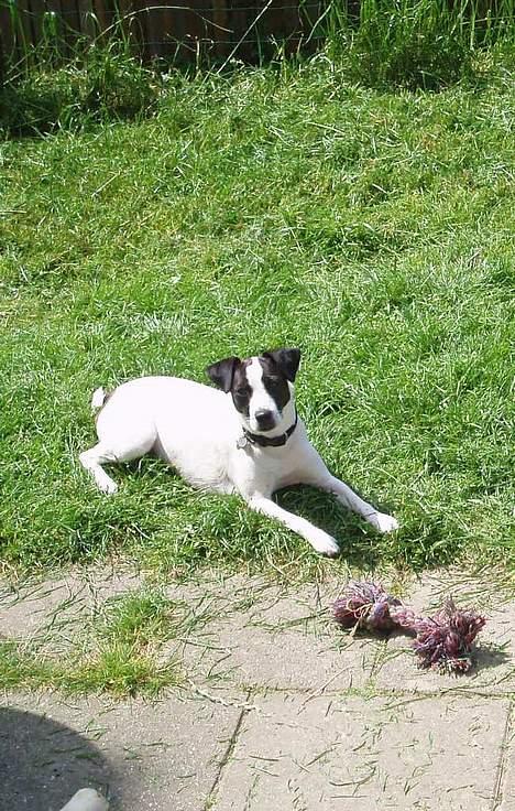 Dansk svensk gaardhund Lucky R.I.P  - Får lige en slapper i haven billede 6