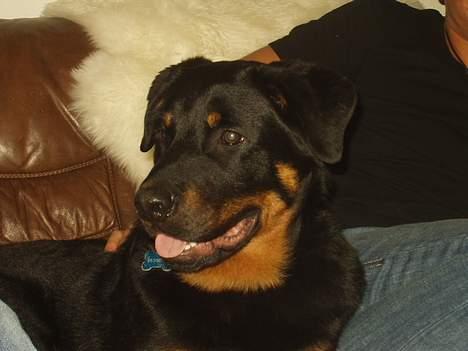 Rottweiler Spike billede 1