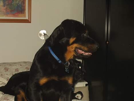 Rottweiler Spike billede 4