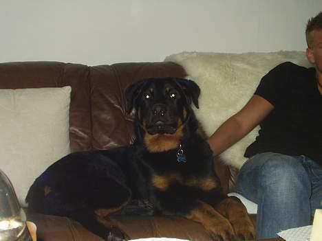 Rottweiler Spike billede 5