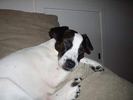 Dansk svensk gaardhund Lucky R.I.P  - Zzzzz billede 7