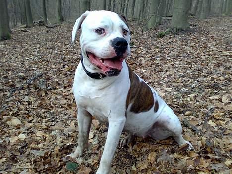 Amerikansk bulldog Nikita R.I.P billede 15