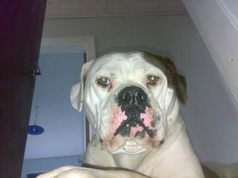 Amerikansk bulldog Nikita R.I.P billede 16