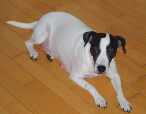 Dansk svensk gaardhund Lucky R.I.P  - Så slapper vi lige lidt igen hehe billede 8