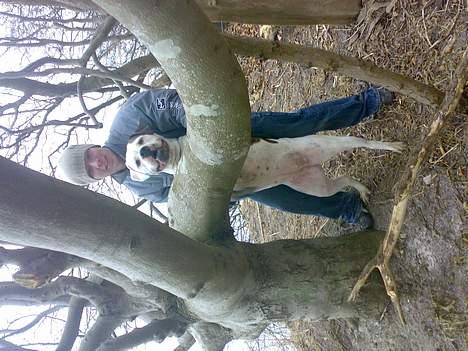 Amerikansk bulldog Nikita R.I.P billede 17