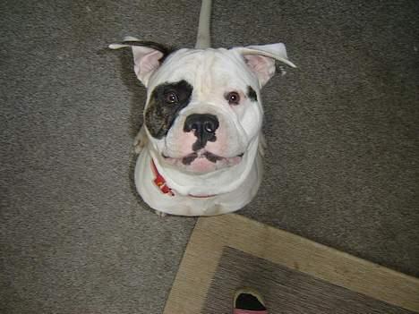 Amerikansk bulldog Lukas R.I.P billede 18