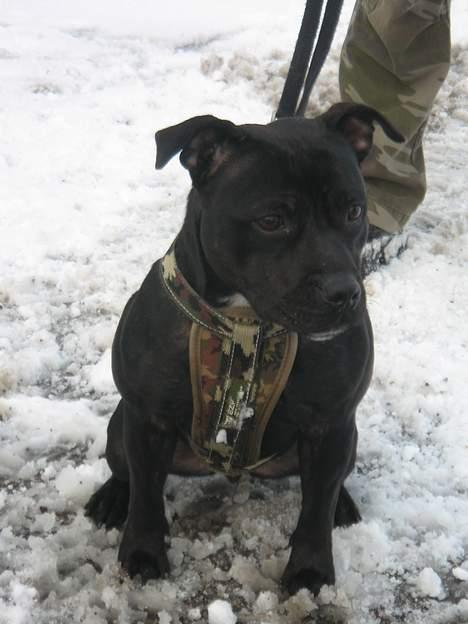 Staffordshire bull terrier Amagerstaff Sille - Sille 1 år gammel (Januar 2007) billede 11