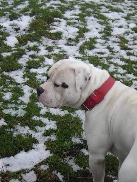 Amerikansk bulldog Lukas R.I.P billede 19