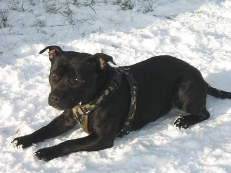 Staffordshire bull terrier Amagerstaff Sille - Sille 1 år gammel...til hvalpetræf med søskende (Januar 2007) billede 12