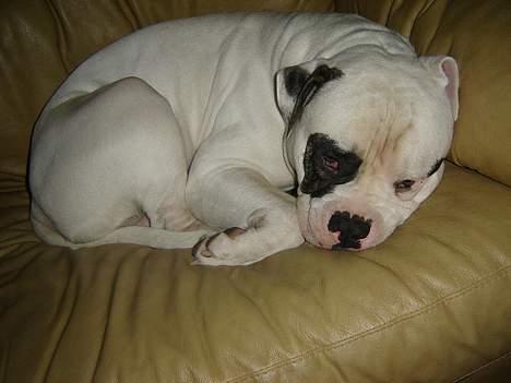 Amerikansk bulldog Lukas R.I.P billede 20