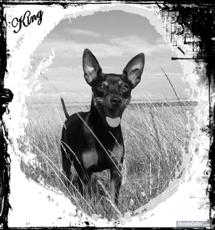 Dvaergpinscher King  † R.I.P - Lavet af bruger herinde <3 billede 12