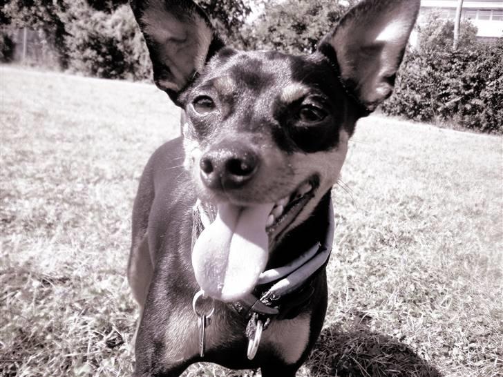 Dvaergpinscher King  † R.I.P - 2009 billede 13