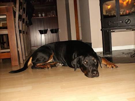 Dobermann Max - Tager mig lige en slapper! billede 15