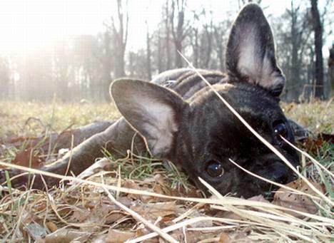 Fransk bulldog Lola - Lola slikker sol i dyrehaven :-) billede 1
