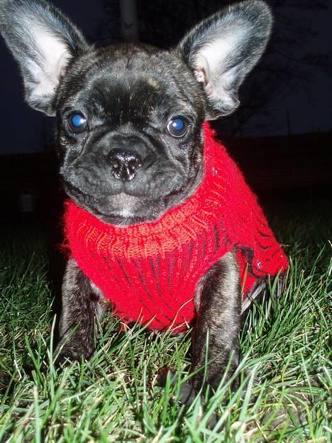 Fransk bulldog Lola - lola smiler :-) billede 2