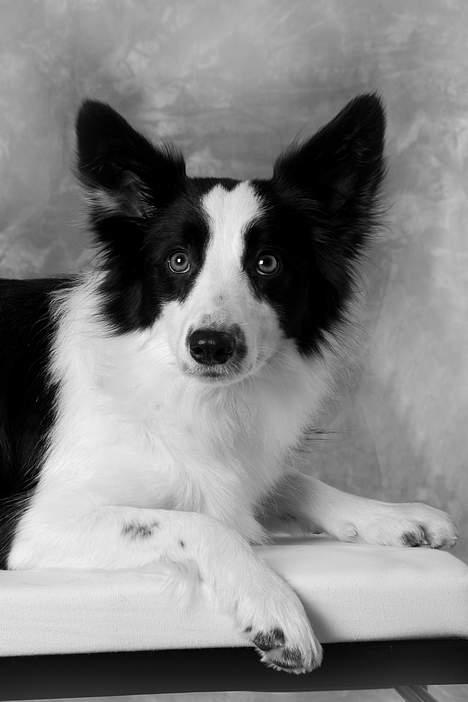 Border collie Mulan - taget af klintø foto billede 8