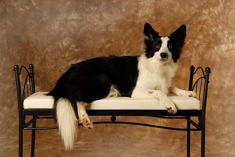 Border collie Mulan - taget af Klintø foto billede 9